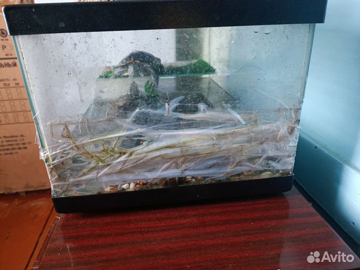 Красноухая черепаха с аквариумом