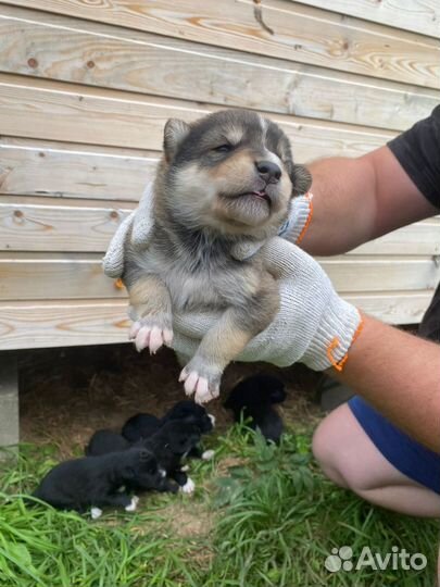 Очаровательные щенки