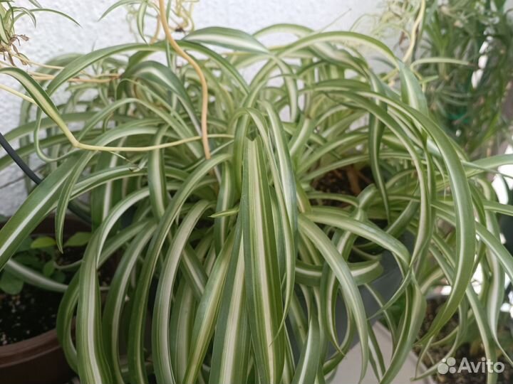 Хлорофитум кудрявый