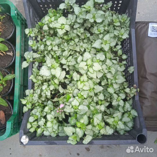 Рассада цветов многолетников и сортовых георгин