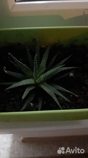 Фикус бенджамина