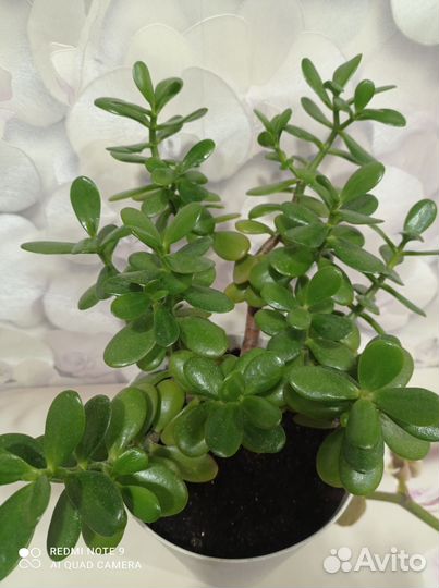 Красула толстянка