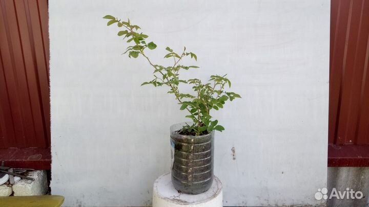 Саженцы деревьев и кустов