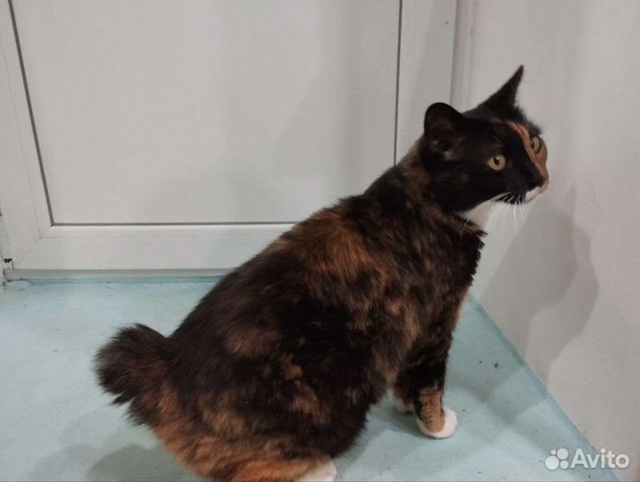 Кошка ищет дом