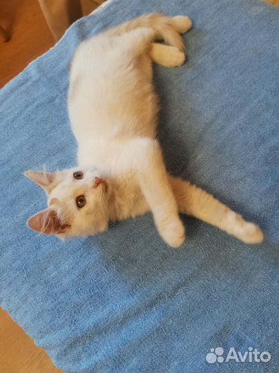 Котенок бесплатно