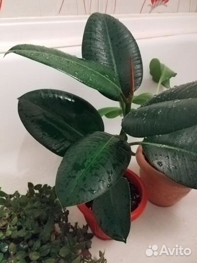 Фикус, традесканции, эухарис