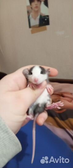 Декоративная крыса дамбо