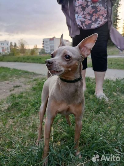 Кобель той-терьер ищет невесту