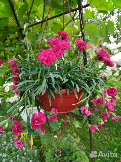 Гвоздика ампельная