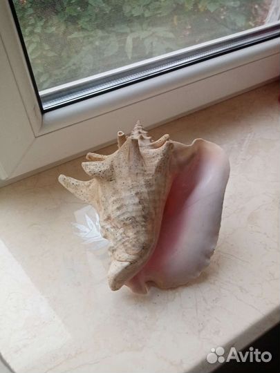 Улитка ахатина цена