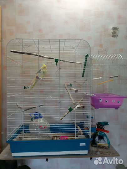 Попугай корелла с двумя клетками. 3 года