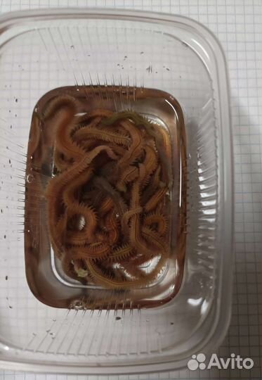 Морской червь нереис