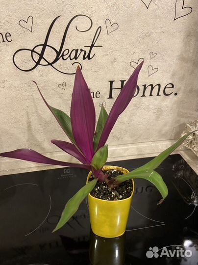 Цветы для дома, разные