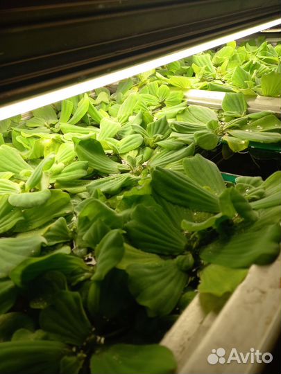 Пистия - растения для поверхности аквариума