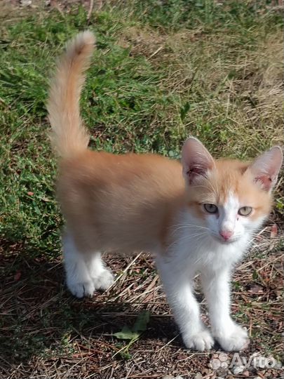 Кошка в дар