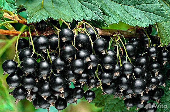 Продам Саженцы смородины