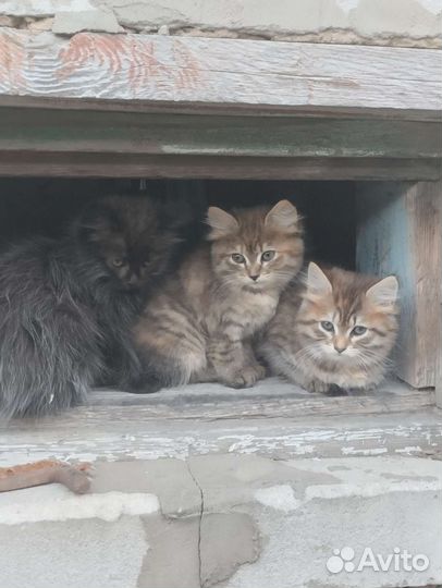 Кошка в дар бесплатно
