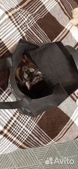 Вязка бурманский кот