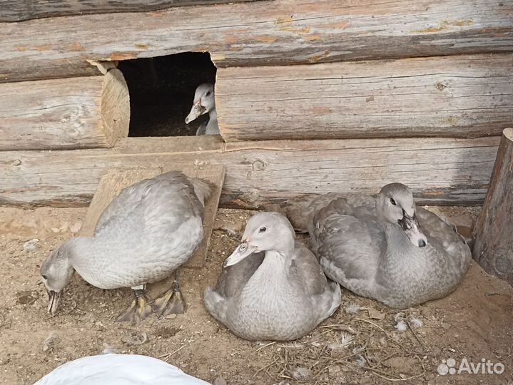 Селезень индоутки