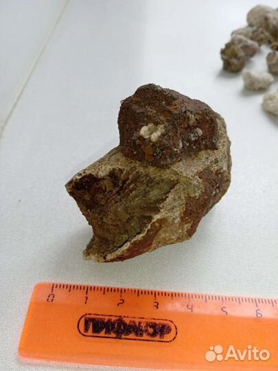 Окаменелость Ругоза