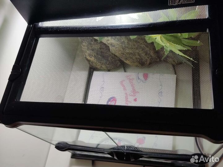 Террариум для рептилий бу