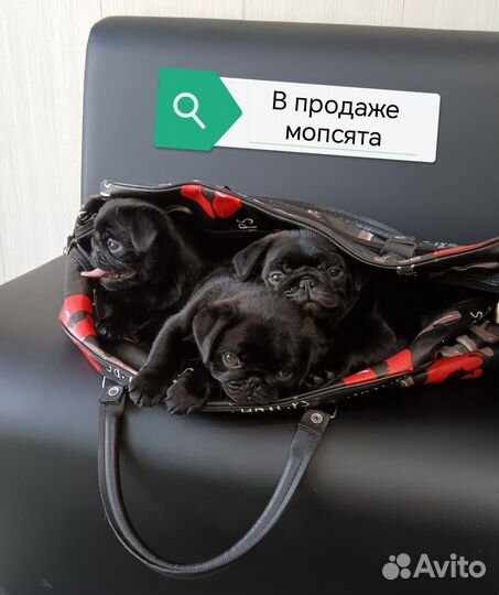 Продажа щенков мопс