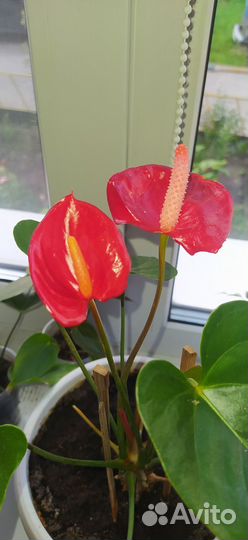 Антуриум «Мужское Счастье»