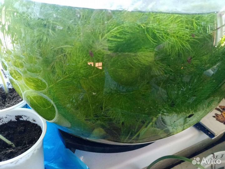 Водоросли для аквариума Роголистник