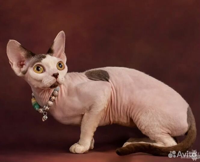 Девон-Рекс кошка