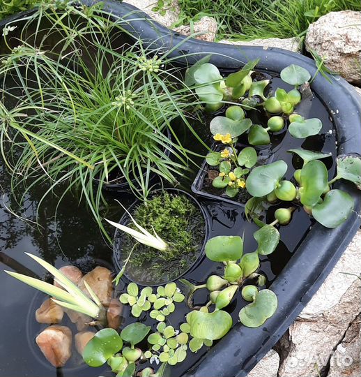 Растения для пруда и прибрежной зоны