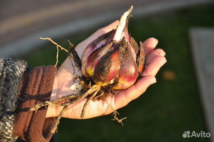 Луковицы лилии оптом