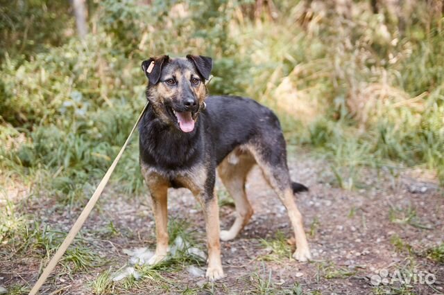 В добрые руки пёс Смельчак