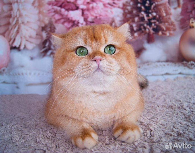 Британский золотой котик BRI ny12 (11 )