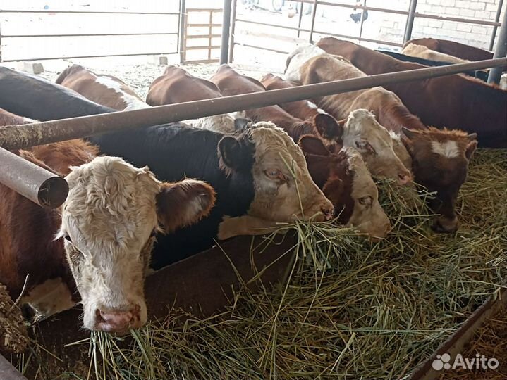 Телята бычки