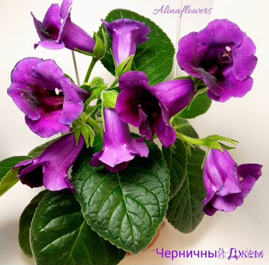 Мини глоксинии, тидеи и синнингии