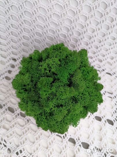 Композиция из мха