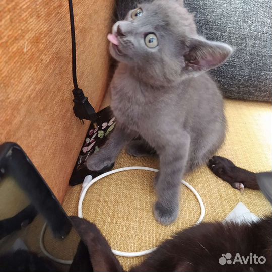 Котёнок в хорошие руки