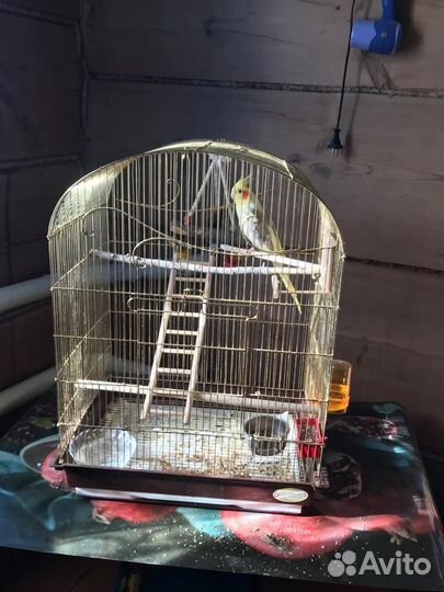 Попугай корелла с клеткой