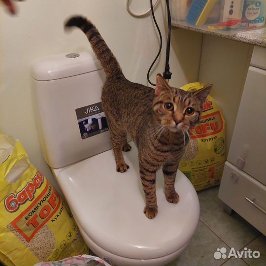 Бенгалку или Британку Глухую выкинули на Улицу