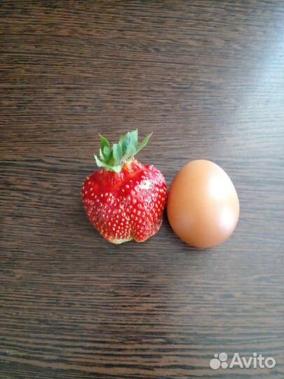 Клубника саженцы