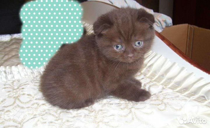 Шотландские котята