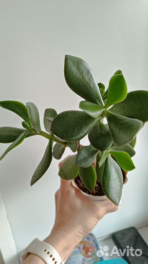 Толстянка крассула овата