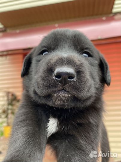 Щенки (мама Курцхаар)