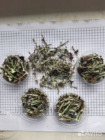 Сухоцветы в ассортименте