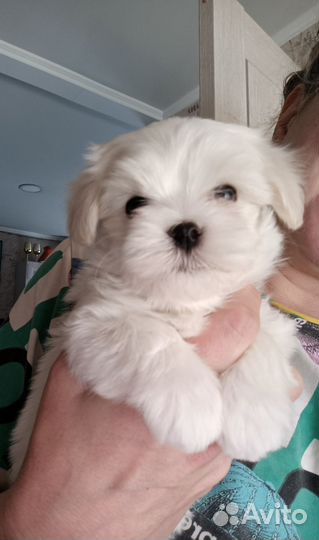 Мальчик Мальтезе