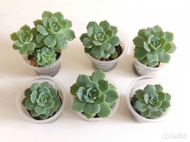 Суккуленты