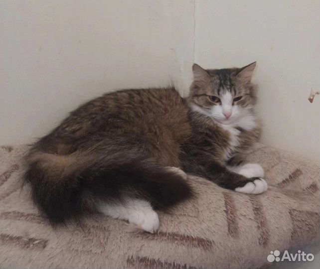 Кошечка Ромашка