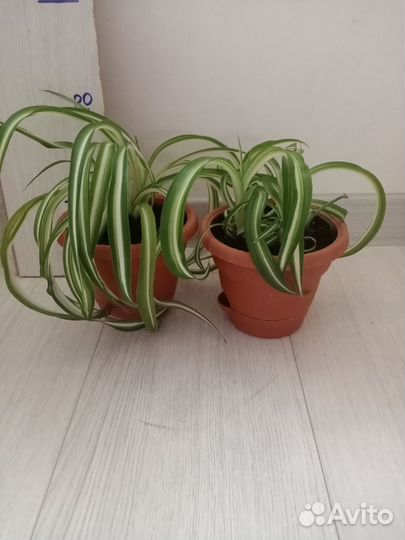 Хлорофитум кудрявый (Бонни)