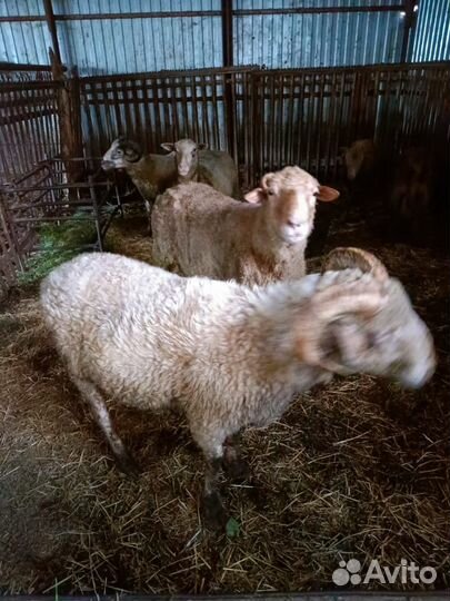 Овцы бараны
