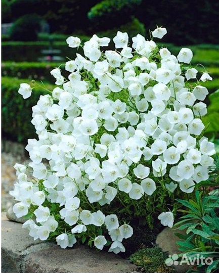 Колокольчик карпатский белый многолетник